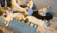 Vilkkaan II pentue 04.11.2017 Aatos, Hero, Bianca, Brita ja Jupiter